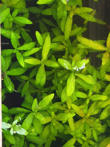 Hygrophila polysperma, photograph 1