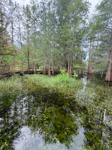 Hygrophila polysperma, photograph 4
