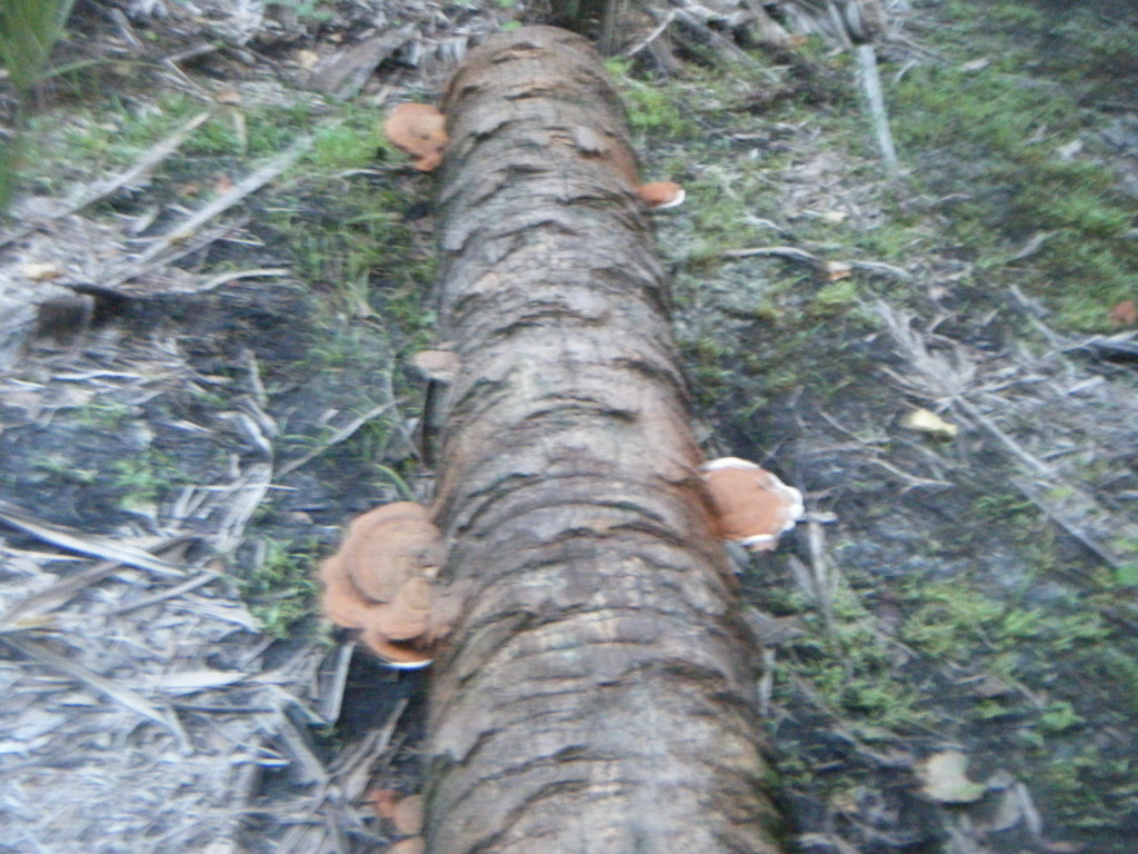 Ganoderma zonatum image