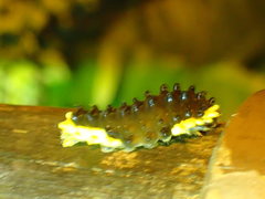 Gynautocera rubriscutellata