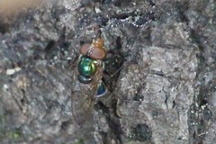 Copestylum vesicularium