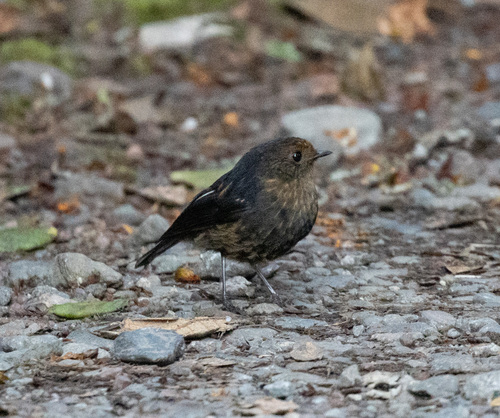 Peneothello sigillata observed 2026-06-17
