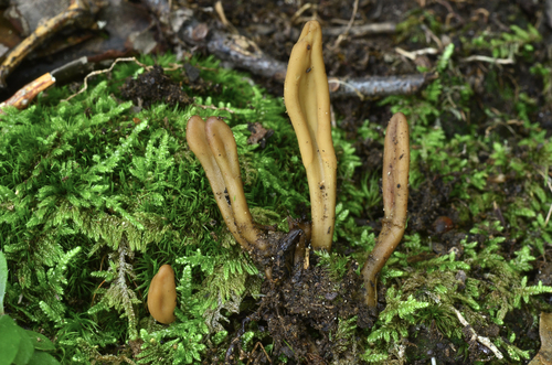 Microglossum