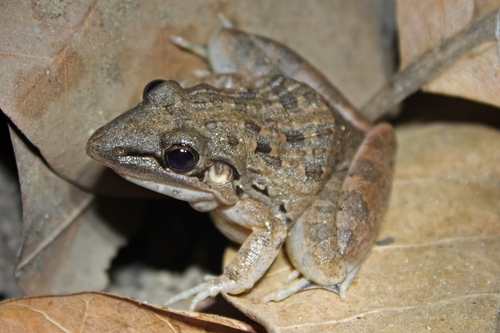 Broad-banded Grass Frog, Ptychadena bibroni
