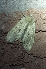 Lithophane signosa