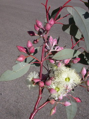 Eucalyptus drummondii