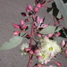 Eucalyptus drummondii - Photo (c) Dean Nicolle, some rights reserved (CC BY-NC), uploaded by Dean Nicolle