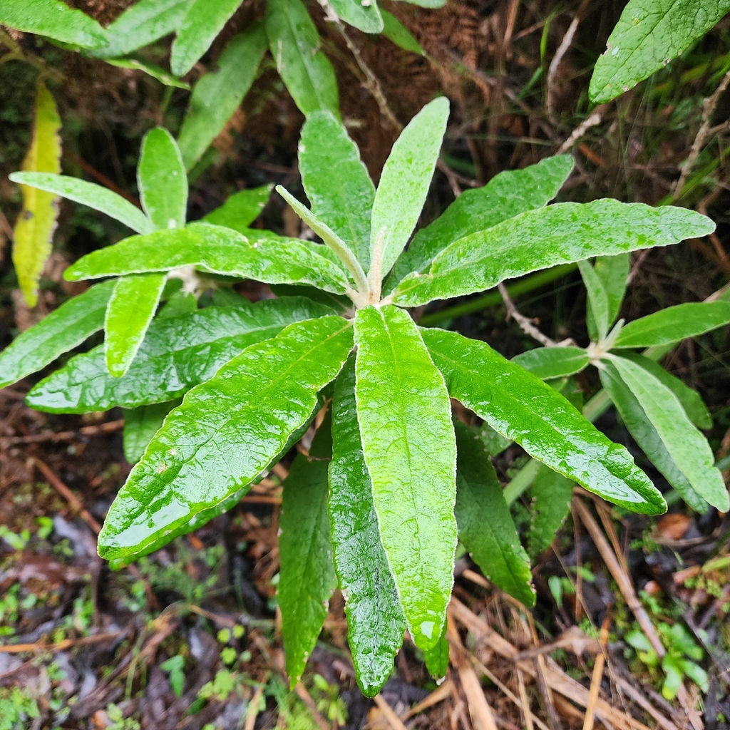 Bedfordia arborescens; photograph author not stated, no rights reserved