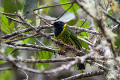 Band-Tailed Fruiteater photo 3