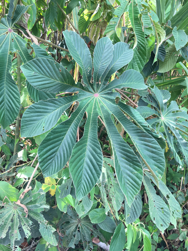 Cecropia obtusifolia - Whole tree