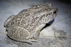 Sclerophrys regularis