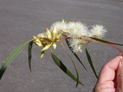 Eucalyptus dwyeri