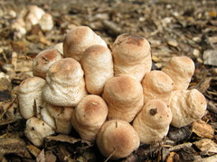 Leucoagaricus meleagris