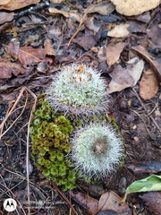 Mammillaria albilanata tegelbergiana