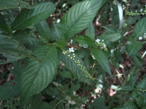 Gonzalagunia hirsuta, photograph 6