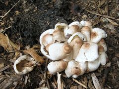 Leucoagaricus meleagris