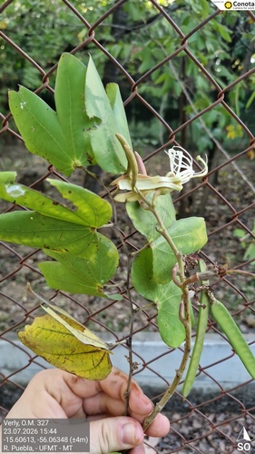 Bauhinia ungulata observed 2026-07-23