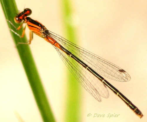 Eastern Forktail, photo 4 of 9