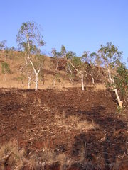 Eucalyptus alba