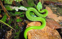 Trimeresurus macrops