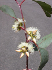 Eucalyptus glaucina