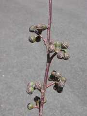 Eucalyptus glaucina
