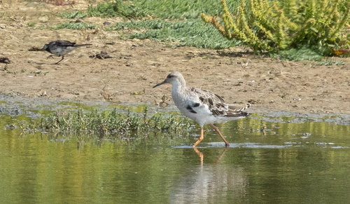 iNaturalist image