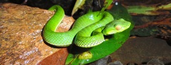 Trimeresurus macrops