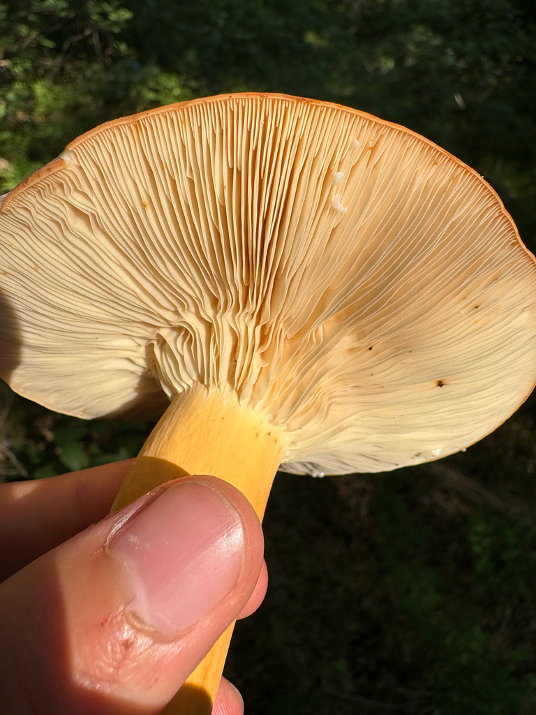 Weeping Milk Cap · July 2026 · photo: Photo: (c) Frog The Kermit, some rights reserved (CC BY) · iNaturalist