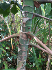 Cecropia obtusifolia