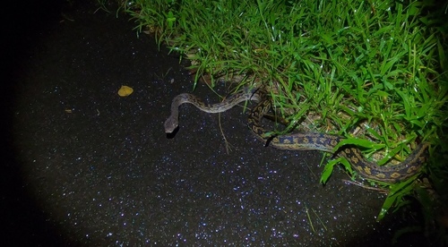Australian Scrub Python sighting