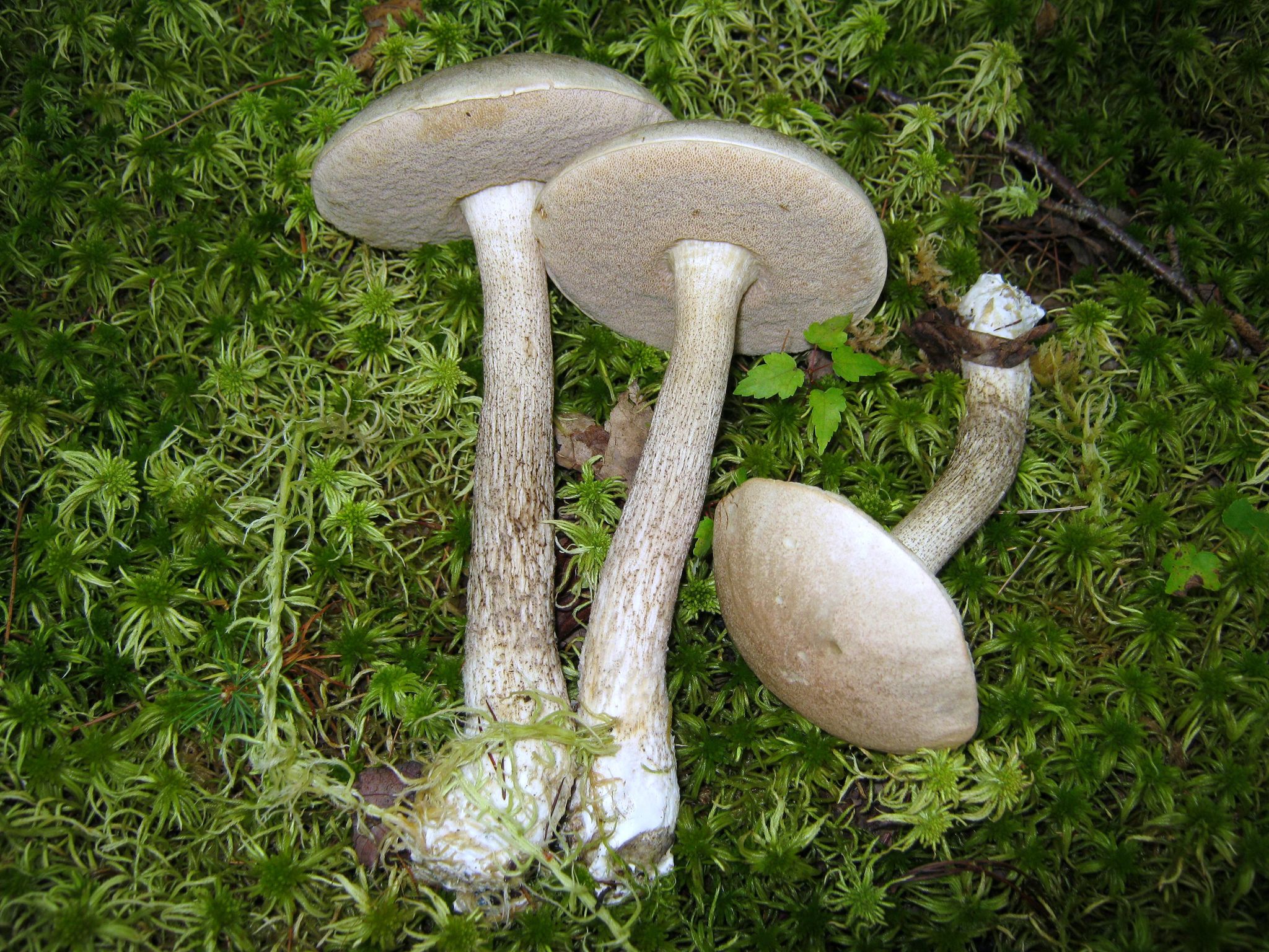 Leccinum holopus image