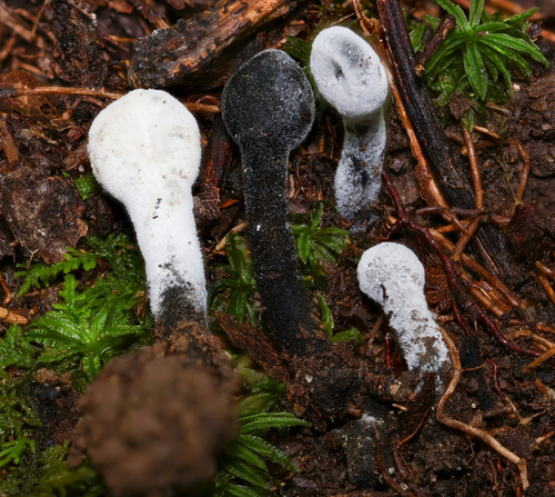Hypomyces papulasporae