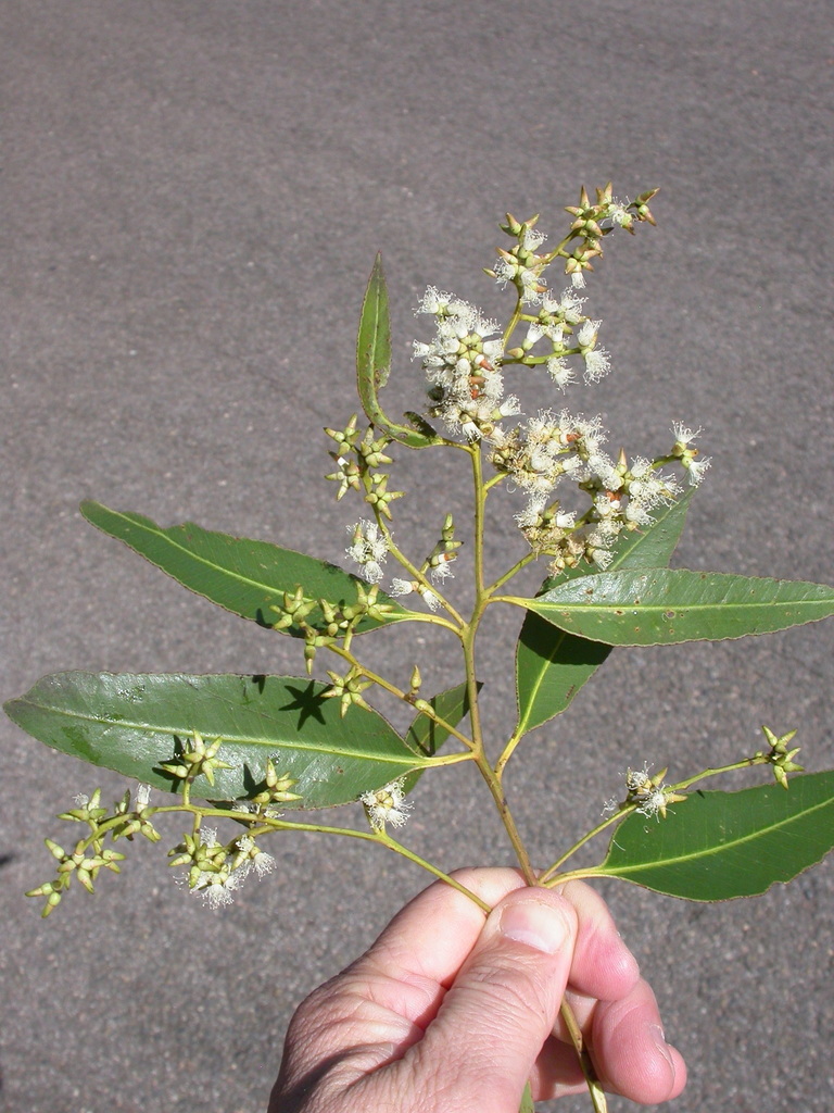 Queensland Tiny Fruits