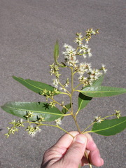 Eucalyptus howittiana