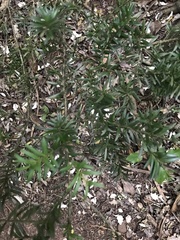 Leucopogon fasciculatus
