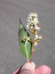 Eucalyptus howittiana