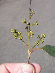 Eucalyptus howittiana
