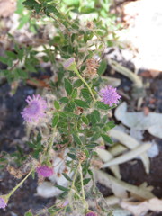 Fleischmannia arguta