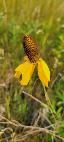 upright prairie coneflower