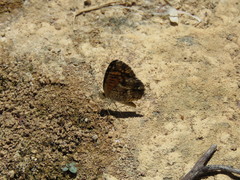 Phyciodes graphica graphica
