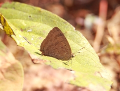 Arhopala silhetensis