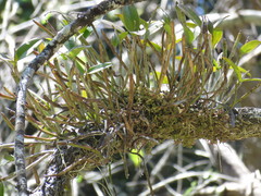 Guarianthe aurantiaca