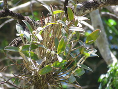 Guarianthe aurantiaca
