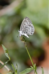 Leptotes cassius cassius