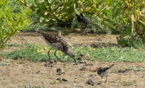 iNaturalist image