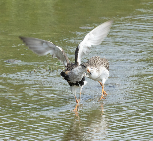 iNaturalist image