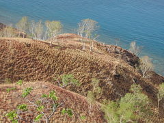 Eucalyptus alba