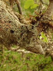 Pannaria allorhiza