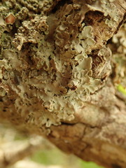 Pannaria allorhiza